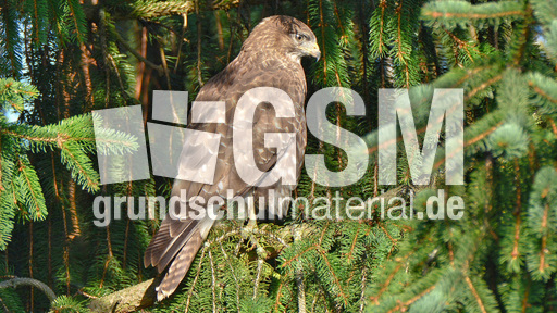 Mäusebussard (7).jpg